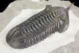 Morocconites Trilobite Fossil - Morocco (Reduced Price #85551-4